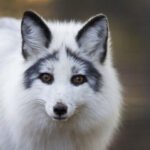 Canadian-Marble-Foxe